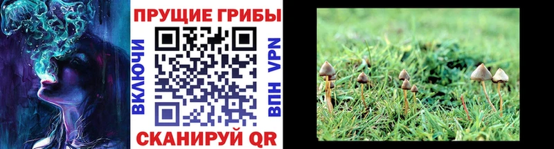 Галлюциногенные грибы прущие грибы  Шлиссельбург 