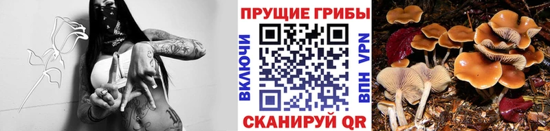 Галлюциногенные грибы Cubensis Шлиссельбург